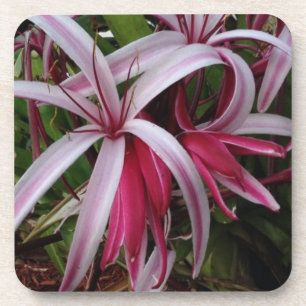 Queen Emma's Purple Crinum Lily Coaster