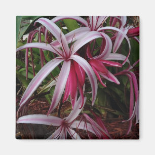 Queen Emma's Purple Crinum Lily Magnet