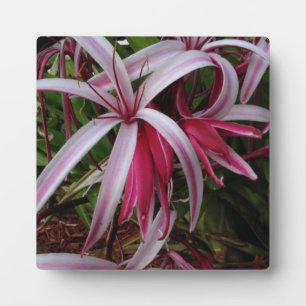 Queen Emma's Purple Crinum Lily Plaque