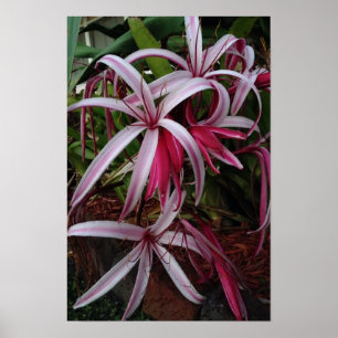 Queen Emma's Purple Crinum Lily Poster