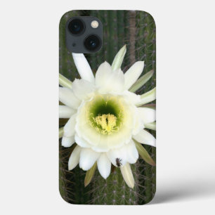 Queen Of The Night Cactus Flower, Karoo Region iPhone 13 Case