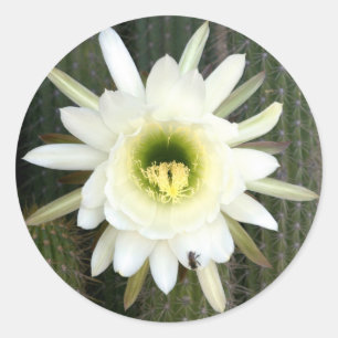 Queen Of The Night Cactus Flower, Karoo Region Classic Round Sticker