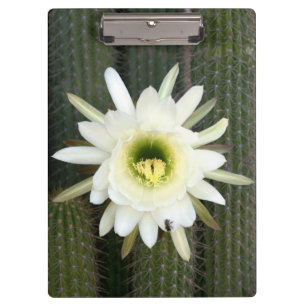 Queen Of The Night Cactus Flower, Karoo Region Clipboard