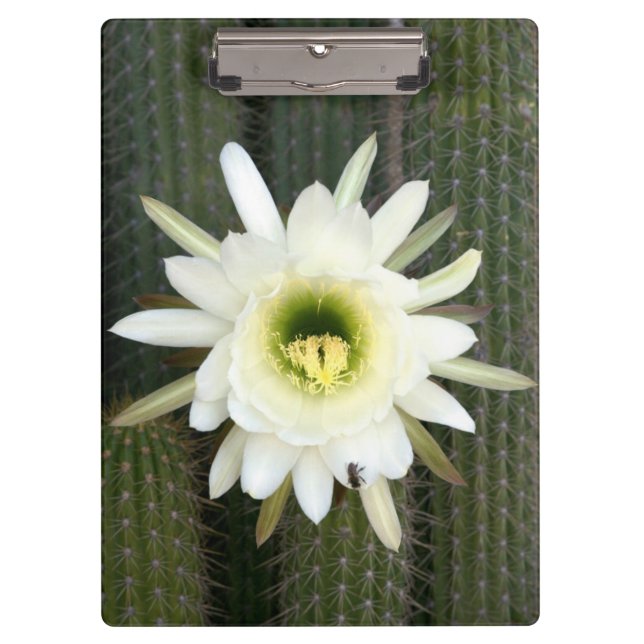 Queen Of The Night Cactus Flower, Karoo Region Clipboard (Front)