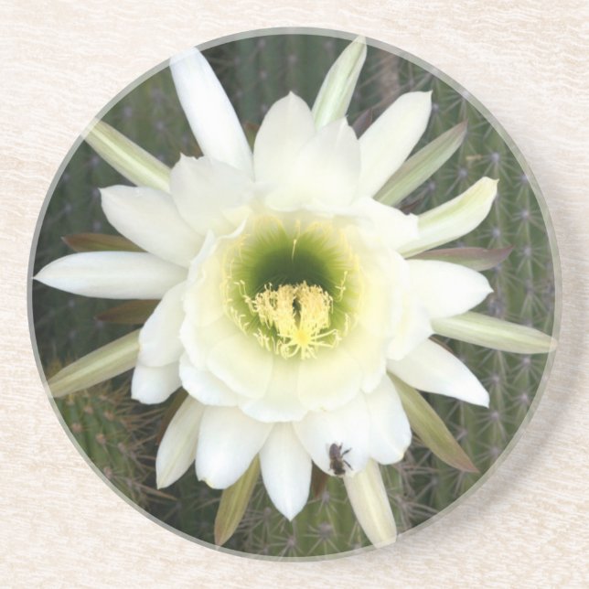 Queen Of The Night Cactus Flower, Karoo Region Coaster (Front)