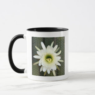 Queen Of The Night Cactus Flower, Karoo Region Mug