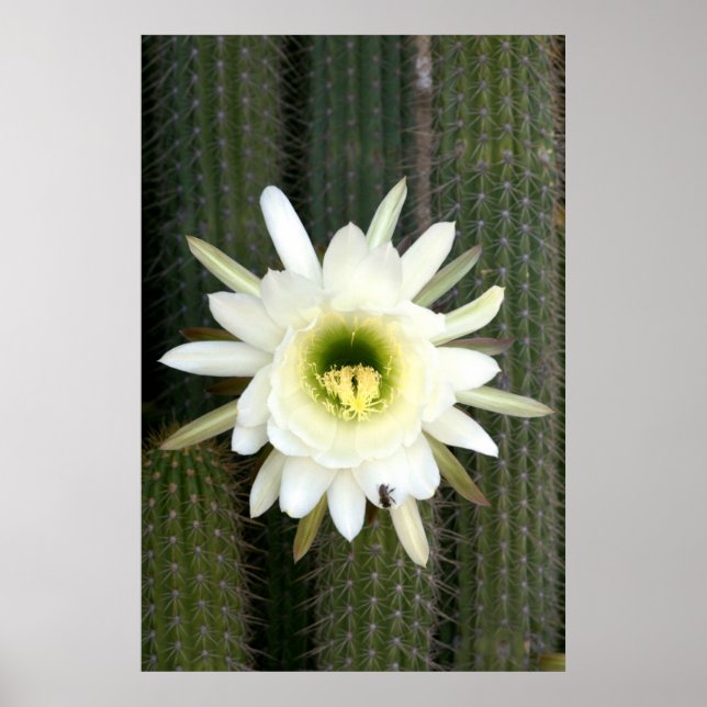 Queen Of The Night Cactus Flower, Karoo Region Poster (Front)