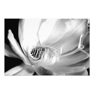 Queen of the Night close-up in Black and White Photo Print