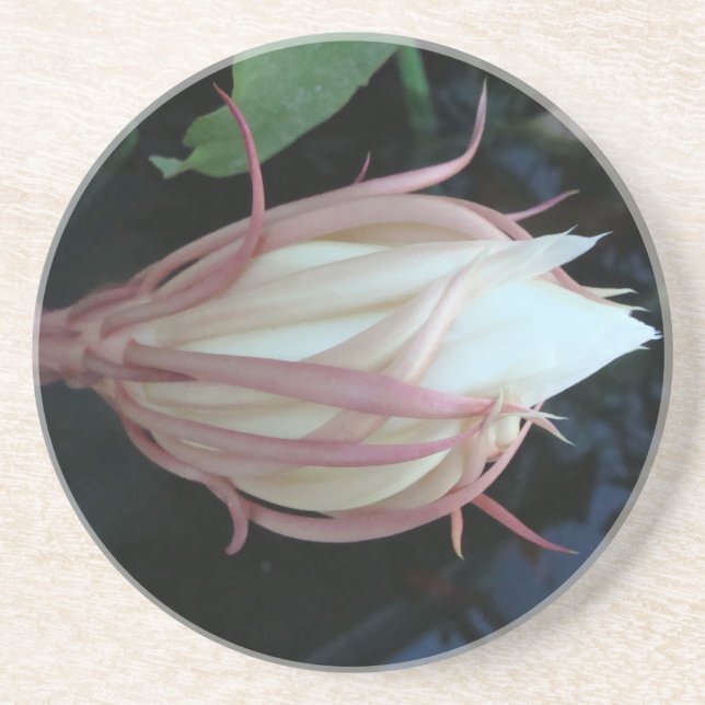 Queen of the Night epiphyllum Coaster (Front)