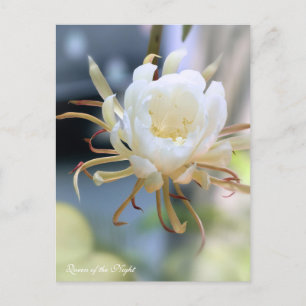 Queen of the Night :Postcard Postcard