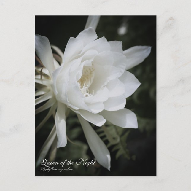 Queen of the Night ：Postcard Postcard (Front)