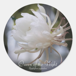 Queen of the Night:Seal Classic Round Sticker