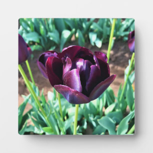 Queen of the Night Tulip, Oregon Plaque