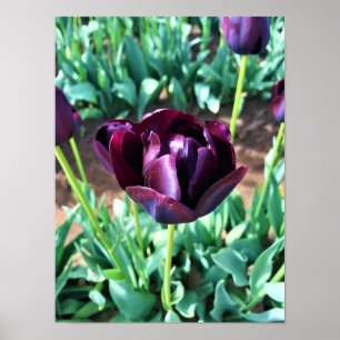 Queen of the Night Tulip, Oregon Poster
