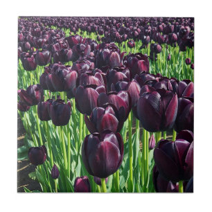 Queen of the Night Tulips Ceramic Tile