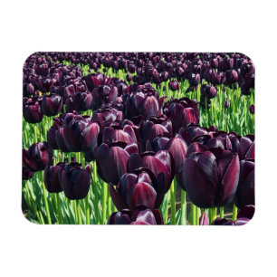 Queen of the Night Tulips Magnet