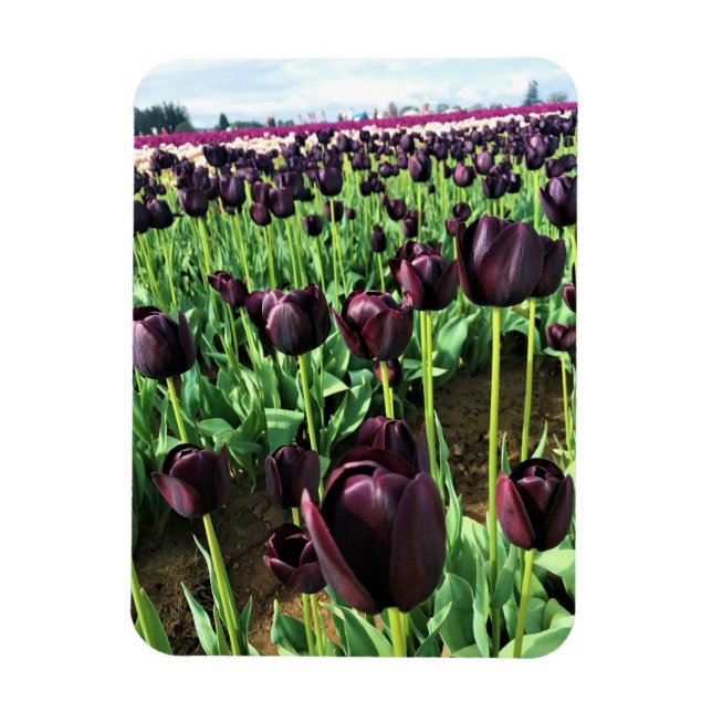 Queen of the Night Tulips, Oregon Magnet (Vertical)