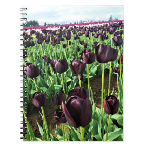 Queen of the Night Tulips, Oregon Notebook