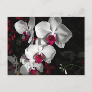 Queen Orchid Postcard