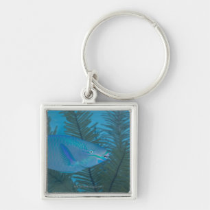 Queen Parrotfish (Scarus vetula) swimming over Key Ring