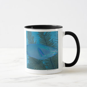 Queen Parrotfish (Scarus vetula) swimming over Mug