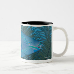 Queen Parrotfish (Scarus vetula) swimming over Two-Tone Coffee Mug
