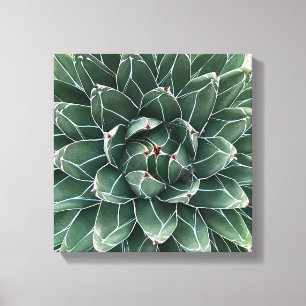 Queen Victoria agave canvas print