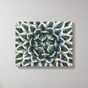 Queen Victoria agave, variegated Canvas Print