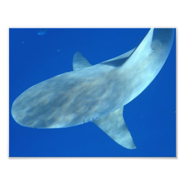 Queenie the Bull Shark - From Jupiter, FL Photo Print (Front)