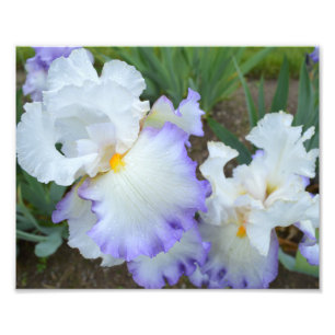 Queen's Circle Iris 10"x8" Photo Print