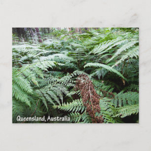 Queensland Australia Postcard