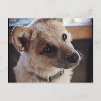 Queensland Heeler Pup Ringo Postcard