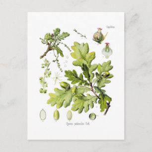 Quercus pedunculata : syn.Q robur. (English Oak) Postcard