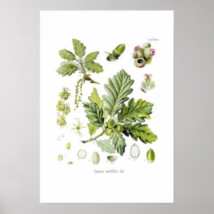 Quercus sessiliflora (Sessile Oak) Poster