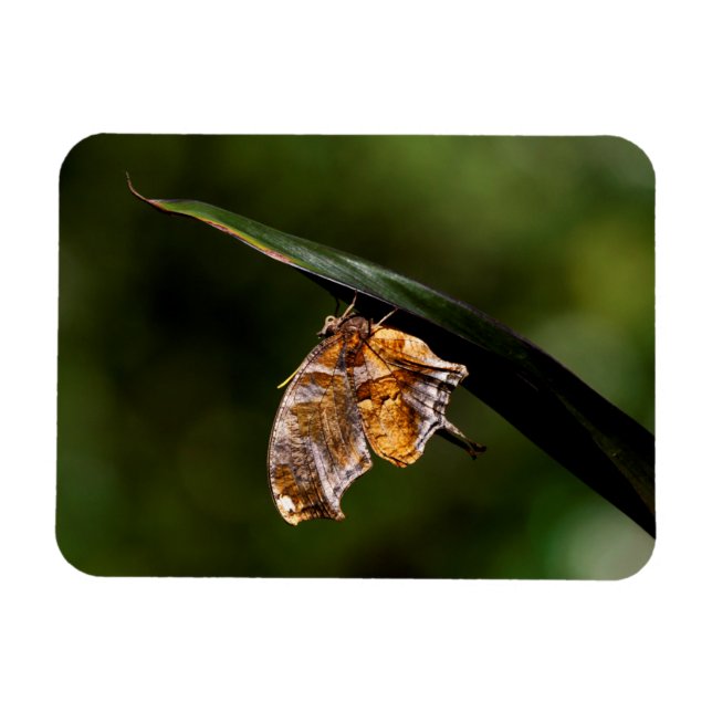 Question mark butterfly magnet (Horizontal)