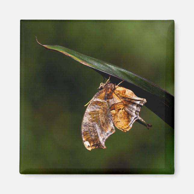 Question mark butterfly magnet (Front)