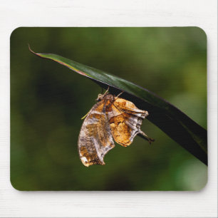 Question mark butterfly mouse pad