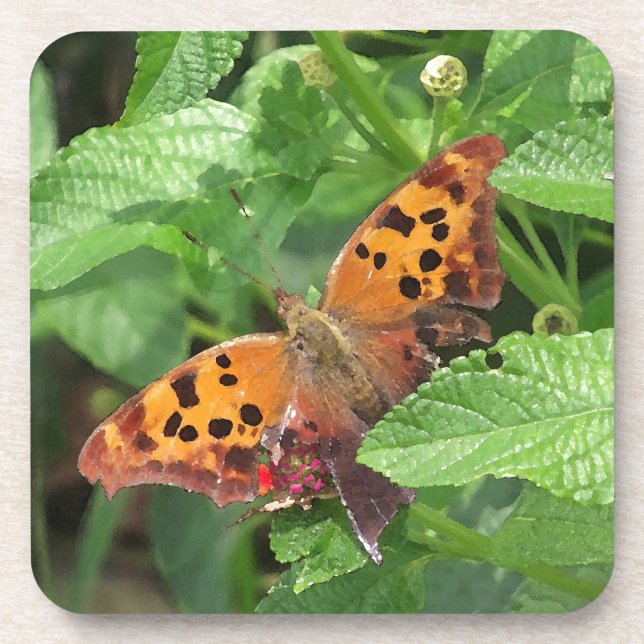 Question Mark Butterfly on Lantana Coaster (Front)