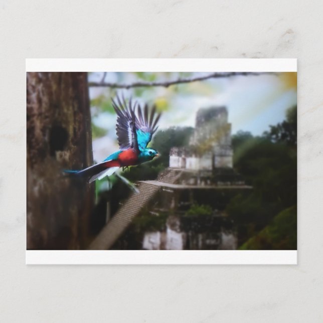 Quetzel in Tikal Postcard (Front)