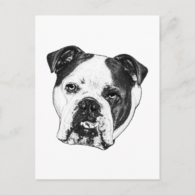 Quick Cheer Bulldog Post Postcard (Front)