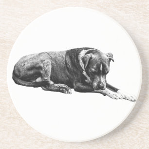 Quiet Paws Coaster Set