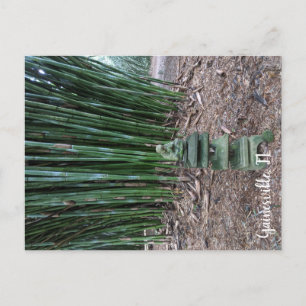 Quiet Reflection Postcard