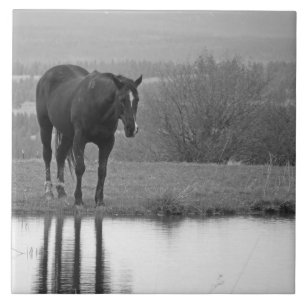 Quiet Reflectionz ~ Horse Photo Tile