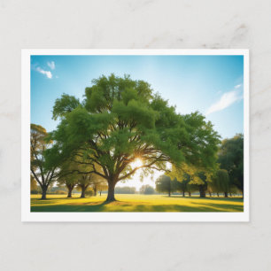 Quiet Time With a Big Tree – Postcard