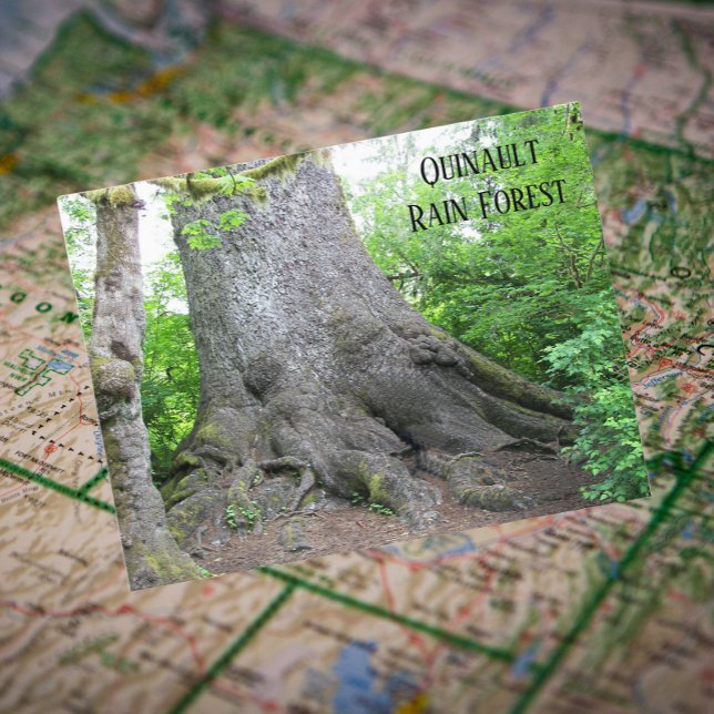 Quinault Rain Forest Travel Photo Postcard (In Situ Map)