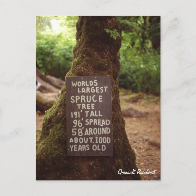 Quinault Rainforest Postcard (Front)