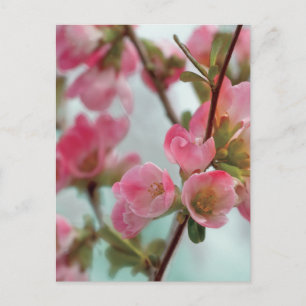 Quince Blossoms Postcard