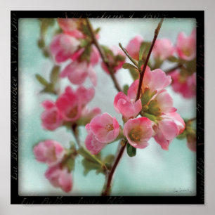 Quince Blossoms Poster