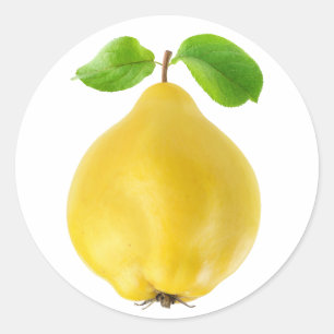 Quince fruit classic round sticker