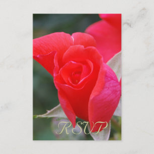 Quinceanera RSVP Red Rose Card